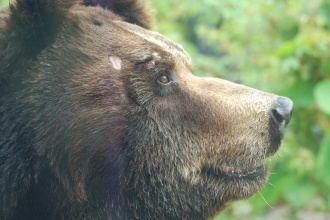 ヒグマさん
