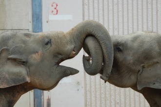 なかよしゾウさん